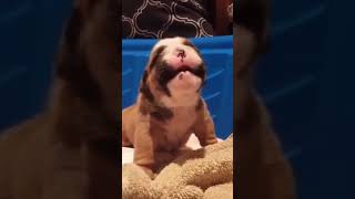 🐕 My Baby Dog Sounds Crying 😢 Puppy Crying Sound #shorts