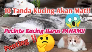 10 Tanda Kucing Akan Meninggalkan Kita, Nomor 9 Bikin Nangis! ‼️Fakta