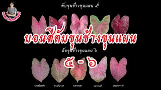 บอนสีตับขุนช้างขุนแผน 5-6 #พวงมาลัยนครินทร์