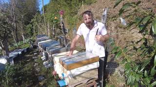 kafkas arısı sonbahar bakımı kış hazırlığı  (porkud arıcılık (Murat Yılmaz) #bee #arıcılık #honey