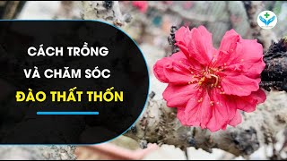 Cách trồng và chăm sóc đào thất thốn┃Nông Sản ND