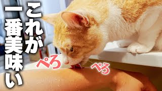 うちの猫の水の飲み方が少しおかしいのですが...