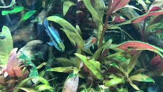 Bac amazonien apistogramma