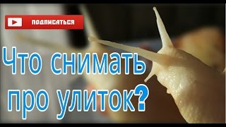 Мои улитки проснулись. Улитки Гриша и Степан 🙃