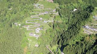 【ドローン映像】天龍村・中井侍地区の茶摘み風景　part2