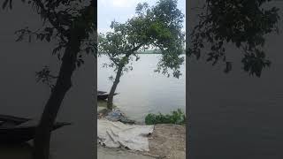 কিউট তরতাজা একটা বাছুর দেখলাম রাস্তায়