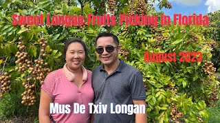 Sweet Longan Fruits Picking in Florida |  Mus De Txiv Longan | August 2023