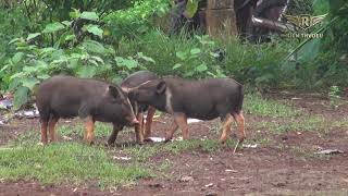 ការចិញ្ចឹមជ្រូកបែបធម្មជាតិ រតនគិរី