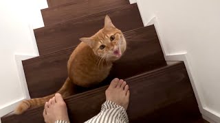 ママがついてくるか何度も確認する超甘えん坊の猫が可愛すぎました...【とらまる】