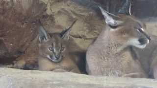 カラカルの親子　其の一【福山市立動物園にて140822】Caracal@Fukuyama Municipal Zoo