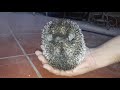 شاهد حيوان القنفذ وطريقة اللعب مع هذا الحيوان الشائك .. المعلومات في الوصف hedgehog dig .