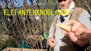 Elefantenknoblauch Anbauen