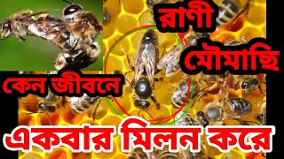 রাণী মৌমাছির কেন এত ক্ষমতা || রাণী মৌমাছি কি কাজ করে ও তার পরিচিতি || রাণী মৌমাছি || Queen Bee