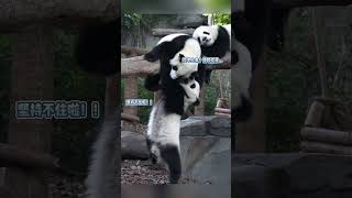 🐼Jiaxin fell off the beam | Jiaxin: Save me, save me😭 Friends: We really tried hard!🥲 #shorts