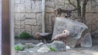 お転婆クラリス 多摩動物公園　cheetah cubs