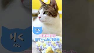 【保護っ子紹介】りくくん【R7.2現在】 #cat #猫 #保護猫 #里親募集中