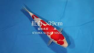 紅白39cm 2歳　KYOWASUISAN  KOHAKU NISAI  錦鯉大地　KOITAICHI