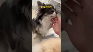 Chihuahua Cuties 😍🐶 #shorts #youtubeshorts #shortvideo #subscribe #dog #funny #pets #viralvideo