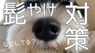 【髭やけ対策】真っ白な口髭になるためには？？ │ ミニチュアシュナウザー 岳