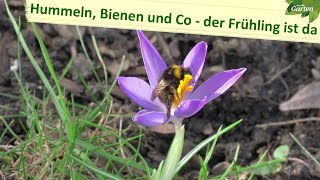 Bienen, Hummeln, Specht und Rotkehlchen künden vom Frühling | MDR