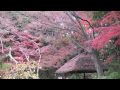 小石川後楽園　紅葉　2009年12月5日（土）