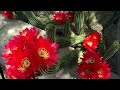 24 hour time lapse red torch cactus flowers blooming echinopsis huascha