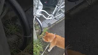 ちょっと、雨が降ったみたいです。【柴犬】六花ちゃん：朝のお散歩。（2022/08/12）