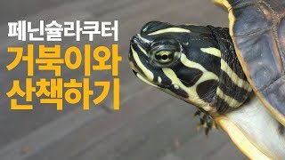 [페닌슐라쿠터#1] 거북이 산책