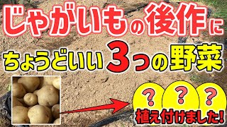 【家庭菜園】じゃがいもの後作に植え付けた３つの野菜～簡単に育つ野菜～