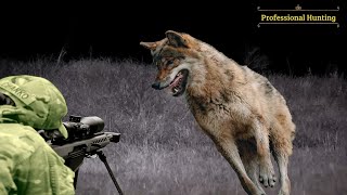 Selected clips for hunting a highly intelligent animal (coyotes)