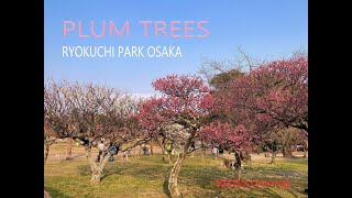 PLUM TREES  緑地公園大阪