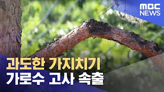 과도한 가지치기‥가로수 고사 속출 (2023.06.04/뉴스데스크/원주MBC)