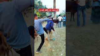 গরুর হাট যা হলো ভাই #video #comedy