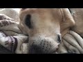 夢の中で走っているラブラドールレトリバー labrador retriever running in a dream