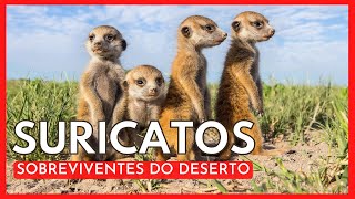 SURICATOS - Sobreviventes do Deserto - fatos e curiosidades