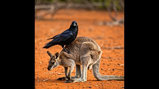 ASMR TICKS REMOVAL BY CROW ON WALLABIES #ASMR #NATURE