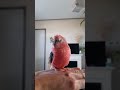 rosey bourke parakeet singing