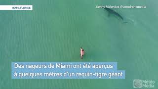 Un requin TRÈS près des baigneurs