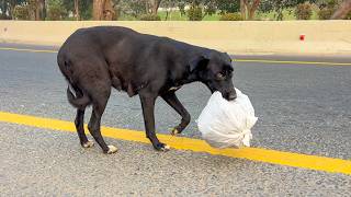 This Dog Carried A Heavy Bag Daily... No One Expected What Was Inside.