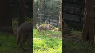 서열다툼때문에 상처를 입은 코요테/Coyote injured by a hierarchy dispute