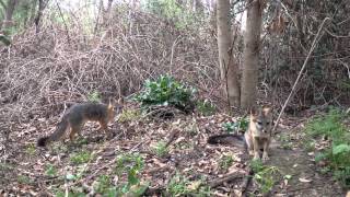 Gray Foxes