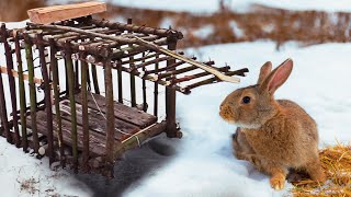 Catching Rabbits with Home Made Trap!