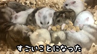 【ジャンガリアン】粟の穂に集まって鈴なりになるハムスターたち