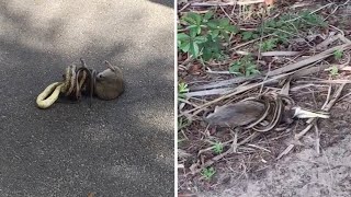 Horrified Woman Hit By Snake Eating Giant Rat