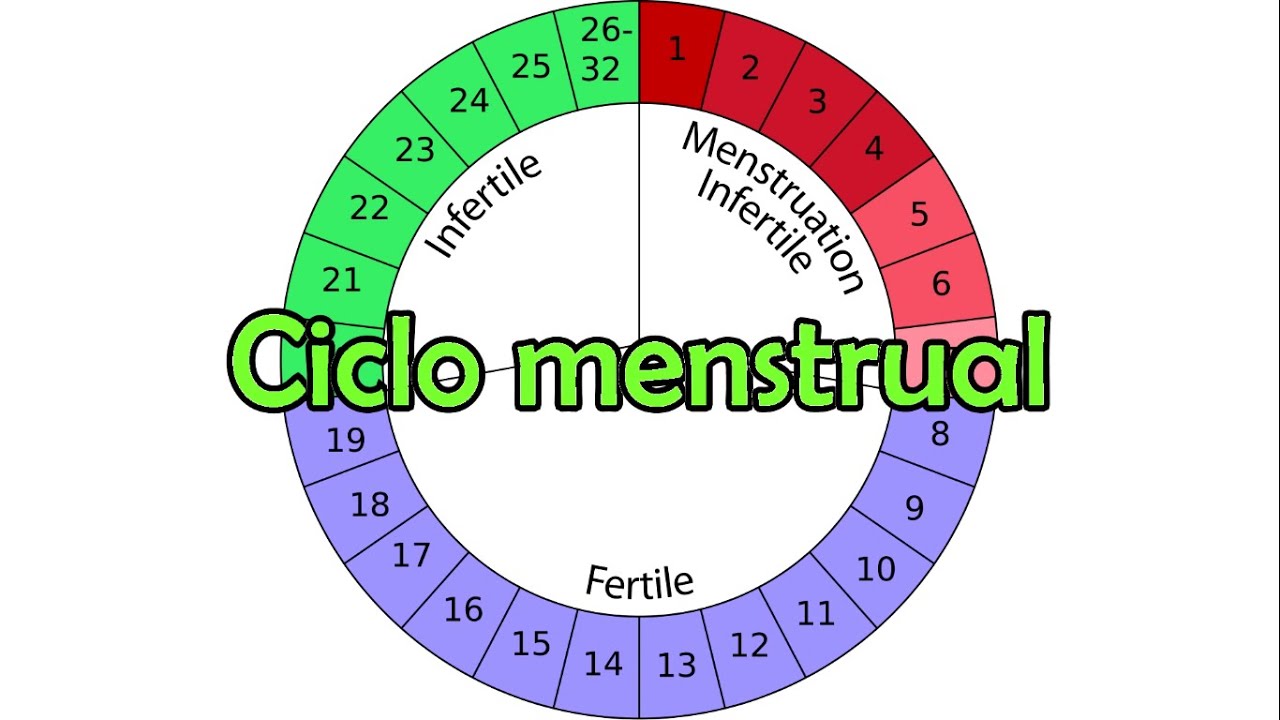 Esquema Do Ciclo Menstrual