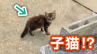 【涙腺崩壊】突然現れた子猫にサビちゃんがとった行動がすごかった