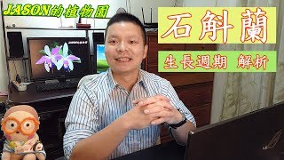 【石斛蘭】解析 石斛蘭的生長週期 - Part 10