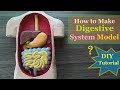 How to make Digestive System 3d Model