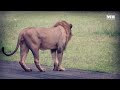 the rise u0026 fall of the majingilane male lions lions of sabi sand