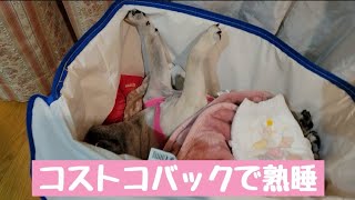 車に揺られてコストコバックで熟睡してしまうパグpug favorite costco bag#かわいい犬 #パグ #認知症犬